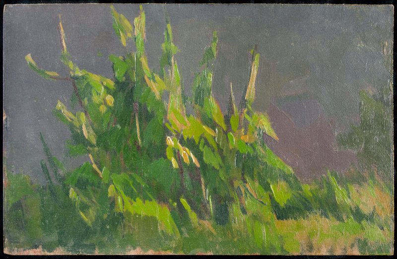 1930 ca. - Studio di piante